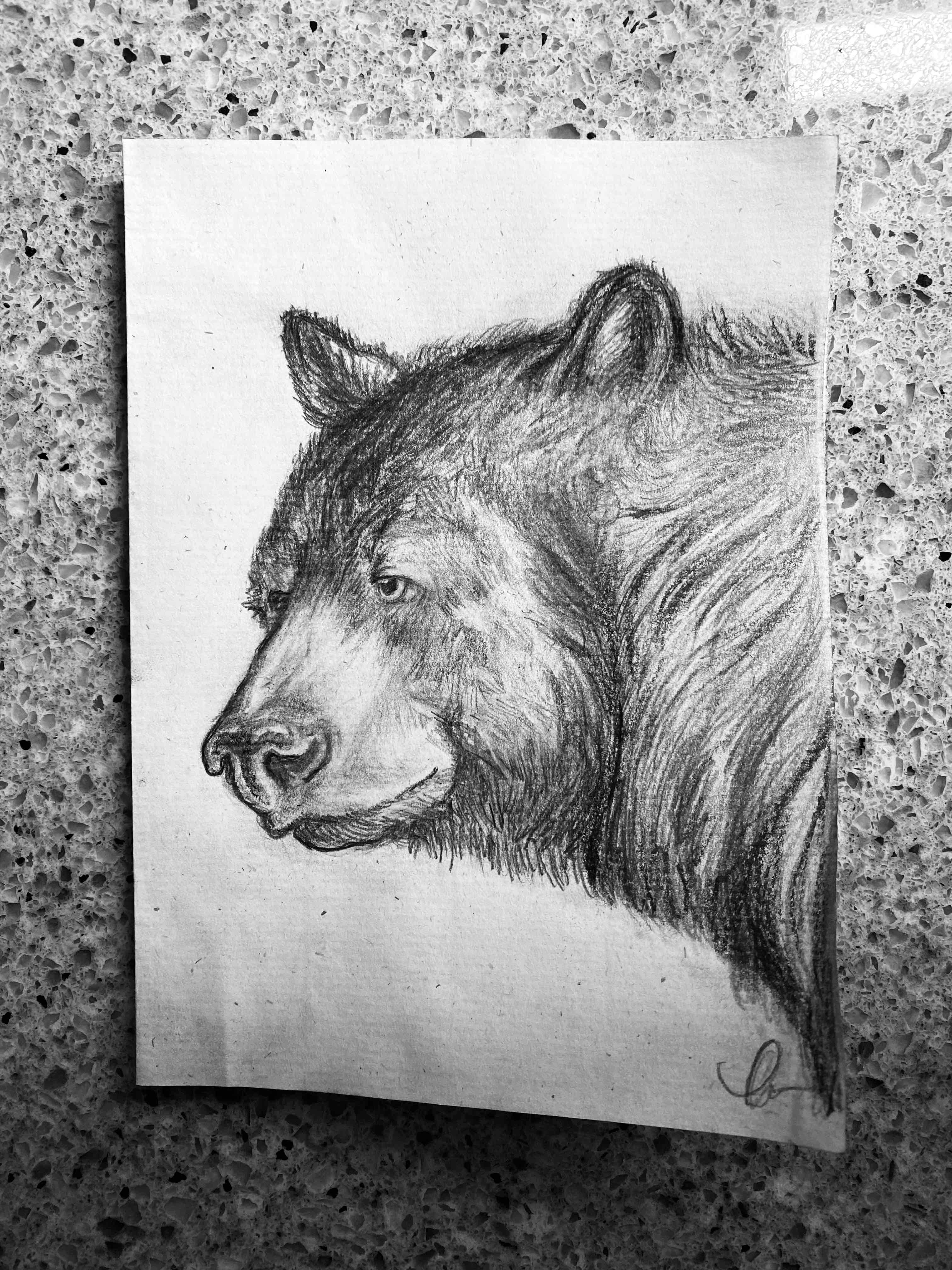 Sketch of a bear.
