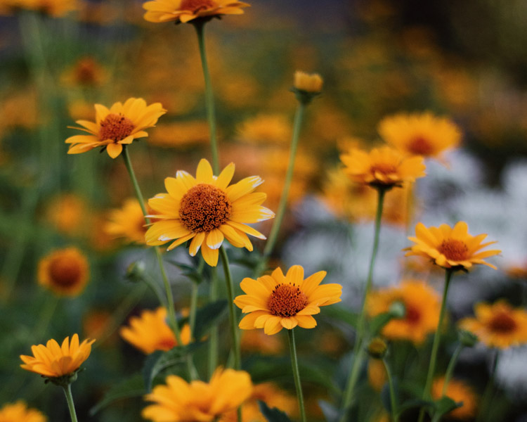 A picture of some wildflowers by Taylen Lee-Chin.
